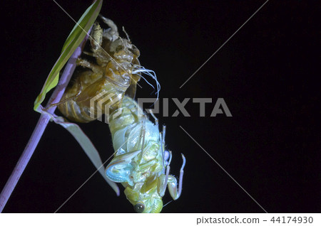 Cicadas, molt 44174930
