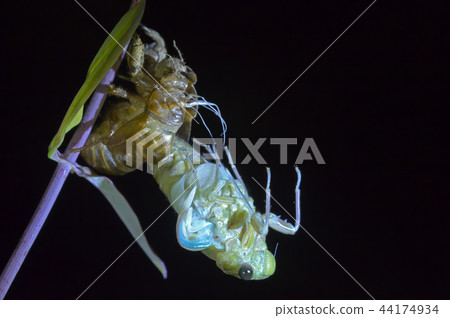 Cicadas, molt 44174934
