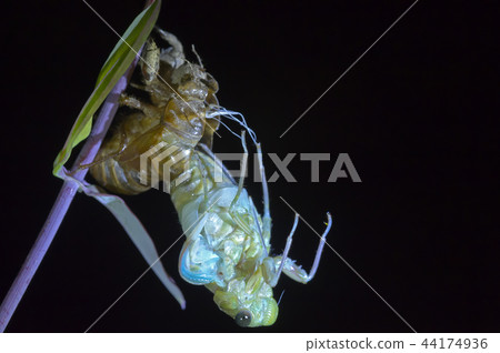 Cicadas, molt 44174936