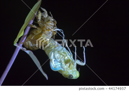 Cicadas, molt 44174937