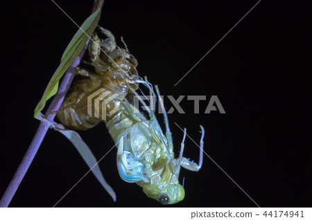 Cicadas, molt 44174941