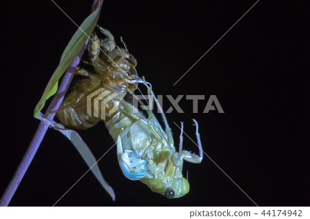 Cicadas, molt 44174942