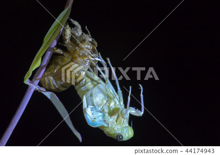 Cicadas, molt 44174943