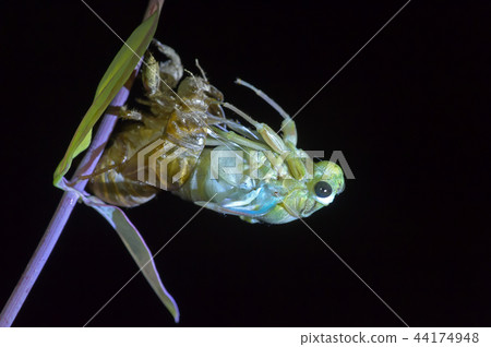 Cicadas, molt 44174948