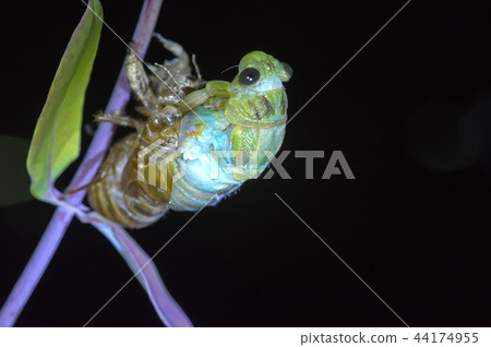 Cicadas, molt 44174955