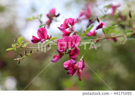 萩花 萩花 44175095
