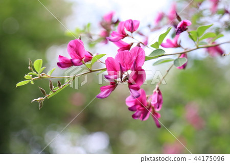 萩花 萩花 44175096
