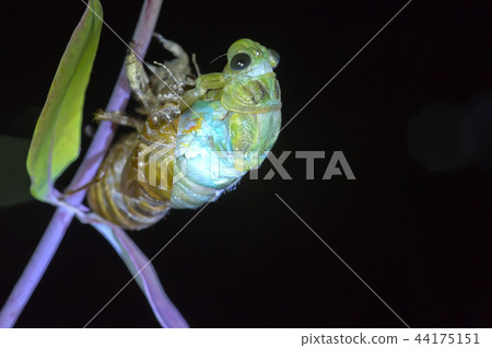Cicadas, molt Cicadas, molt 44175151