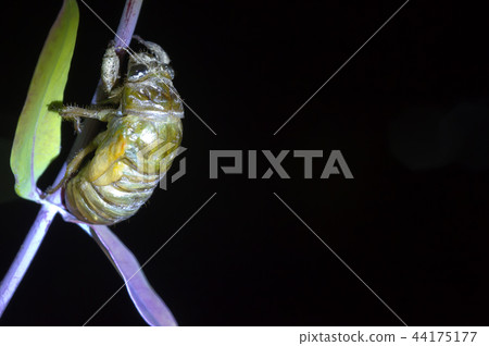 Cicadas, molt 44175177