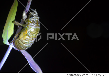 Cicadas, molt 44175178