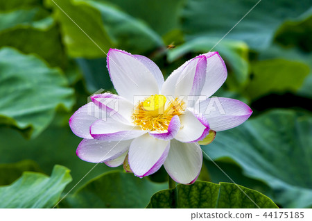 蓮花, 蓮花, 44175185