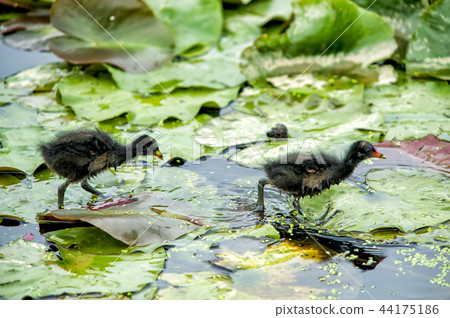 水雞，鳥 44175186