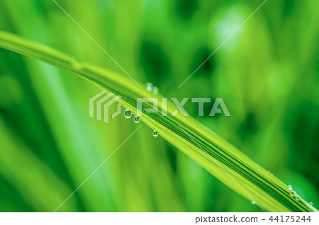 Dew drop Dew drop 44175244