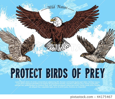 Vector sketch poster for birds of prey protection 44175467