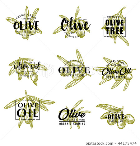 Olive oil and farm olives vector sketch lettering 44175474