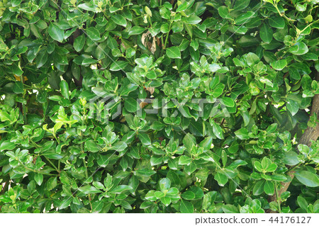 植物背景 植物背景 44176127