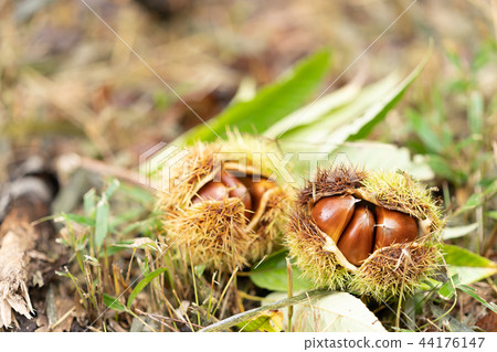 Chestnut  44176147