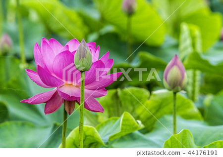 蓮花 44176191