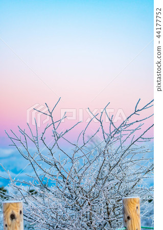 Hoarfrost branches morning magic hour 44177752