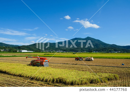 Rice harvesting in the foothills of Tsukuba Rice harvesting in the foothills of Tsukuba 44177768