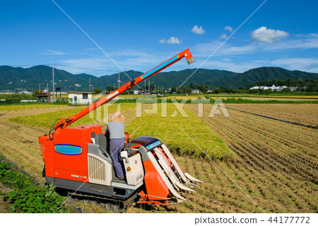 Rice harvesting in the foothills of Tsukuba Rice harvesting in the foothills of Tsukuba 44177772