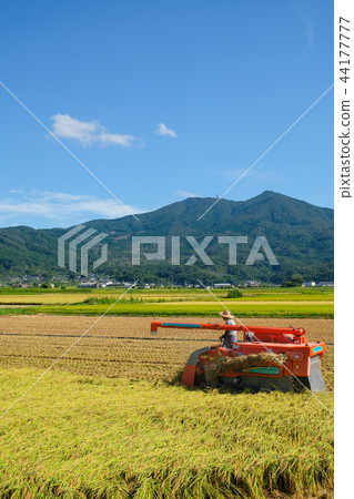 Rice harvesting in the foothills of Tsukuba Rice harvesting in the foothills of Tsukuba 44177777