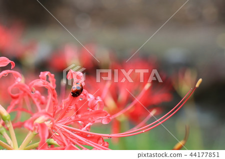 普通話花和瓢蟲 普通話花和瓢蟲 44177851