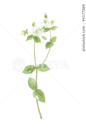 Hakobe/Hakobela spring seven herbs Hakobe/Hakobela spring seven herbs 44177866