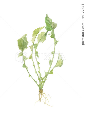 Hot spots The seven plants of spring 44177871