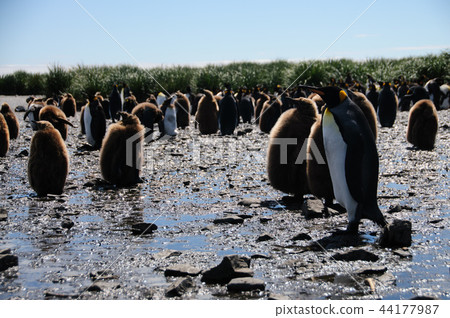 King Penguins on Salisbury plains King Penguins on Salisbury plains 44177987