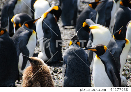 King Penguins on Salisbury plains King Penguins on Salisbury plains 44177988
