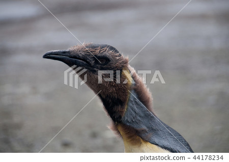 King Penguins on Salisbury plains King Penguins on Salisbury plains 44178234