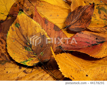 Fall fall leaves image 44178291