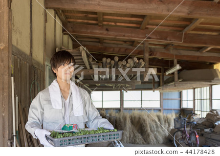 Country life   44178428