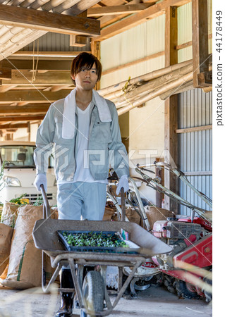 Country life   44178449