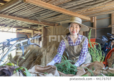 Country life   44178707