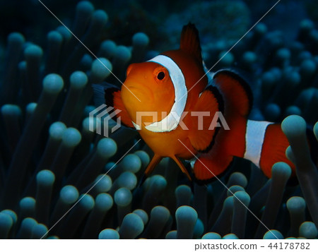 與Doya面孔的小丑魚 44178782