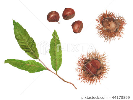 Castanea crenata chestnut 44178899