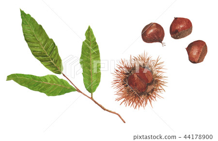 伯爾 伯爾 44178900