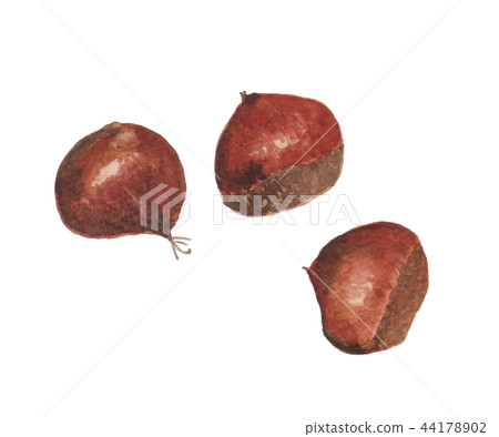 Chestnut fruit 44178902