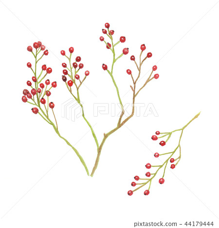 羅莎multiflora noybara莓果 羅莎multiflora noybara莓果 44179444