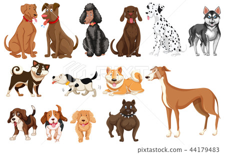 Set of dogs white background Set of dogs white background 44179483