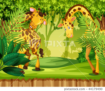 Giraffe in the jungle Giraffe in the jungle 44179490