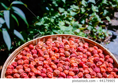 Plum work dried for the earth 44179905