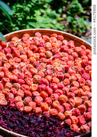 Plum work dried for the earth Plum work dried for the earth 44179906
