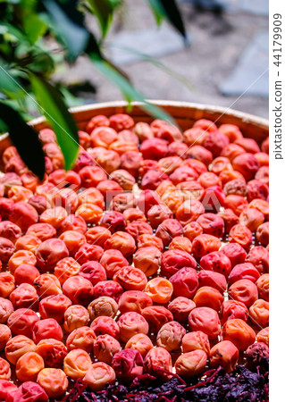 梅花為地球乾燥 44179909