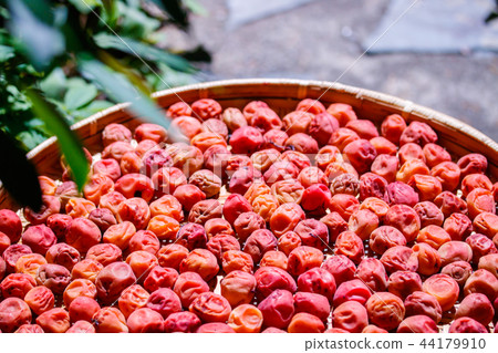 梅花為地球乾燥 44179910