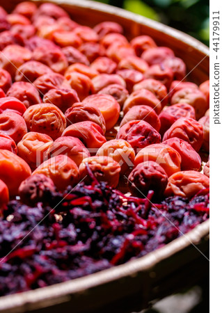 梅花為地球乾燥 44179911