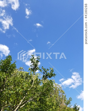 Sky Sky 44180288