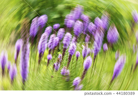 Flower liatris Flower liatris 44180389